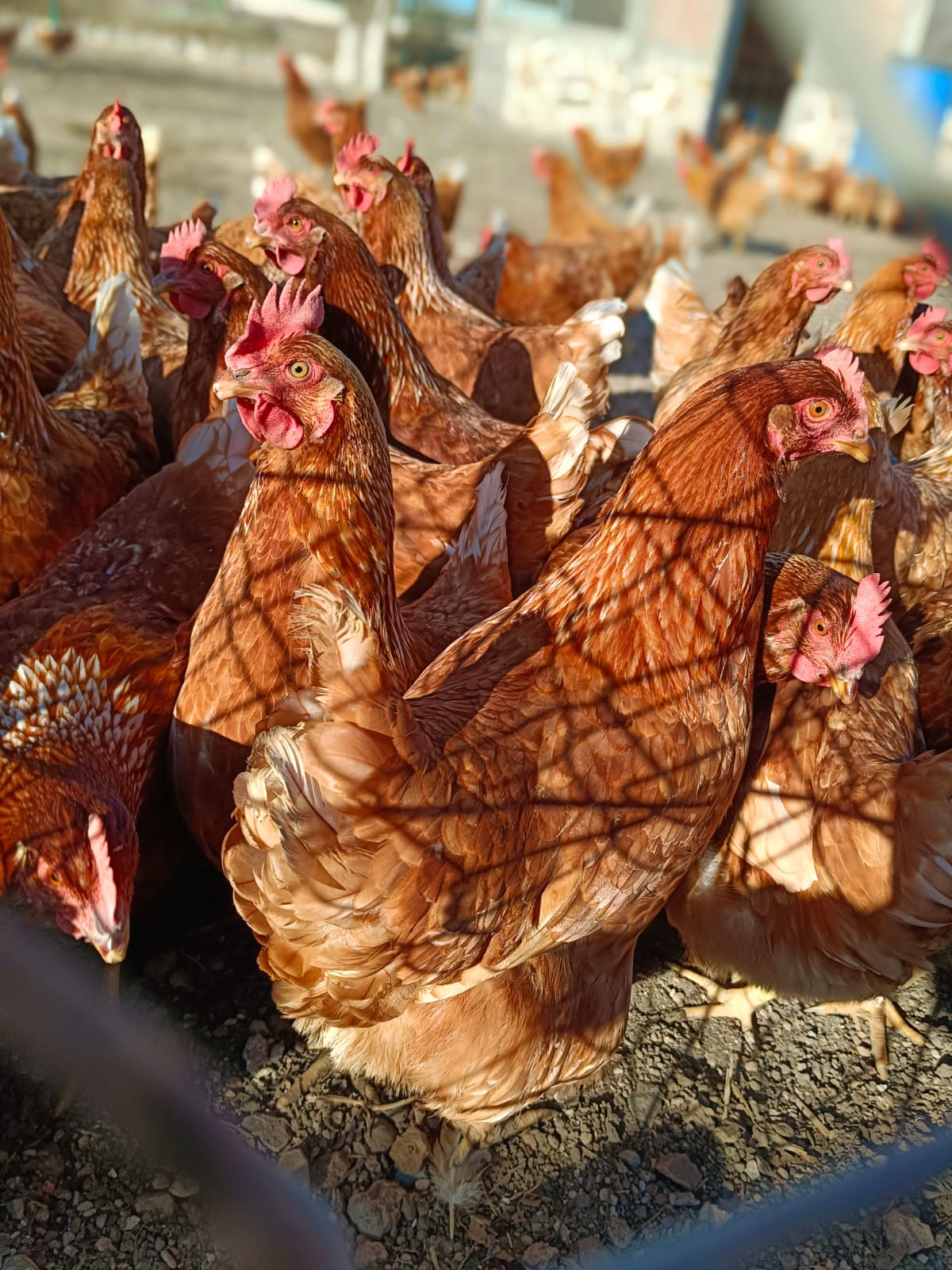 WhatsApp%20Image%202025 01 17%20at%2014.03.58.jpeg