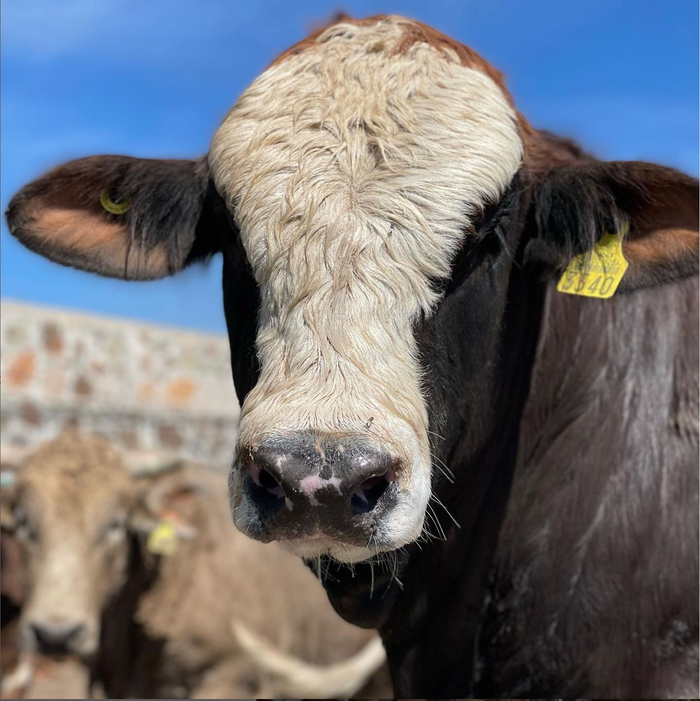 WhatsApp%20Image%202025 01 17%20at%2014.36.28.jpeg